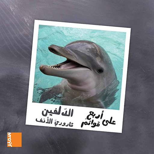 الدلفين قاروري الأنف